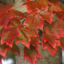 Acer rubrum ‘Autumn Glory’ maple leaves in vibrant red and green hues, clinging to a textured tree trunk, showcasing fall foliage
