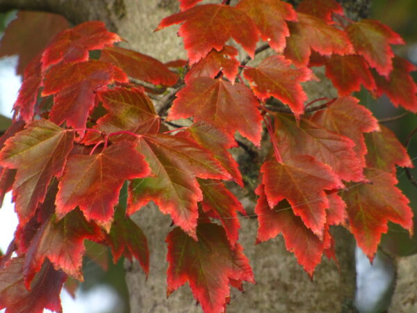 Acer rubrum 'Autumn Glory' - Image 3