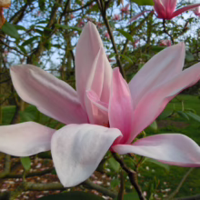 Magnolia 'Star Wars' bloom: large, open flower with delicate pink and white petals, showcasing its unique star-like shape.