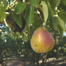 A ripe Pear ‘Worden Seckel’ hangs from a branch, its skin a blend of yellow and reddish-pink, surrounded by lush green leaves.