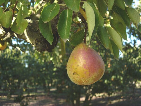 <i>Pyrus communis</i> 'Worden Seckel' - Image 3