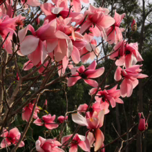 Magnolia 'Star Wars' tree in full bloom, showcasing large, pink and white star-shaped flowers against a backdrop of green foliage