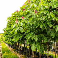 Aesculus x carnea 'Briotii' trees in pots, lined up in a nursery. Green leaves and pink flower spikes.