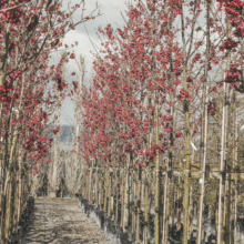Rows of Prunus campanulata 'Felix Jury' trees in nursery pots, showcasing vibrant red blooms against a cloudy sky