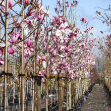 Magnolia 'Star Wars' trees in pots, showcasing vibrant pink and white blooms, ready for planting in your garden