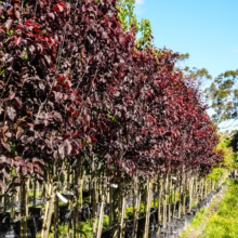 Row of Prunus cerasifera 'Thundercloud' trees in pots. Deep burgundy leaves create a dense canopy, supported by bamboo stakes.