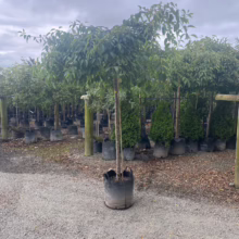 Prunus x yedoensis 'Perpendens' tree in a pot. A young tree with a slender trunk and a canopy of green leaves.
