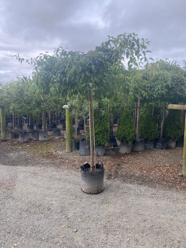 60L Prunus x yedoensis 'Perpendens' (Yoshino Cherry) at Leafland Nursery in February 2025