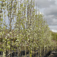Rows of Pyrus calleryana 'Slim Jim' trees in black nursery pots, showcasing white spring blossoms against a cloudy sky