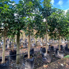 Row of potted Vitex lucens trees in black grow bags. Lush green foliage against a clear blue sky. Ready for planting.