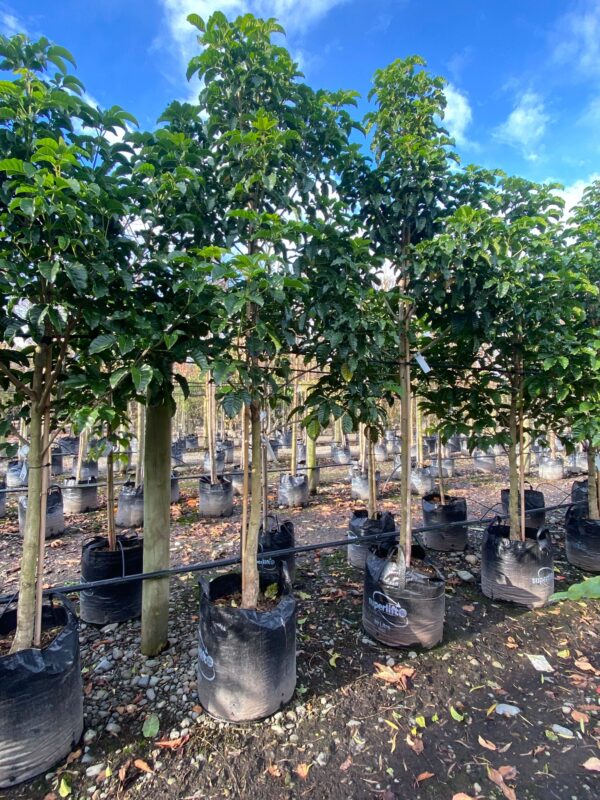 60L Vitex lucens (Pūriri) June 2025 at Leafland