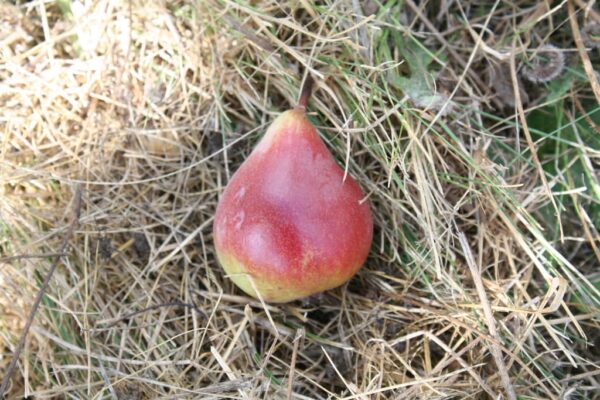 <i>Pyrus communis</i> 'Worden Seckel'