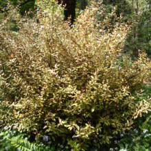 Pseudowintera colorata shrub with striking variegated leaves in shades of yellow, green, and red, adding vibrant color to the garden.