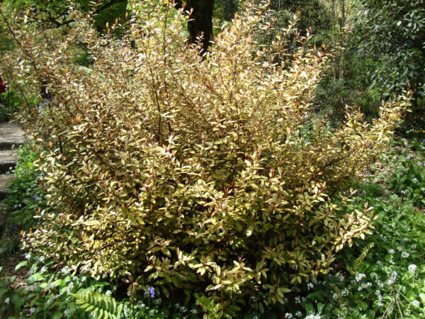 Pseudowintera colorata (Horopito) in garden.