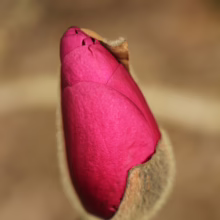 Magnolia 'Vulcan' bud, a deep pink flower enclosed in a soft, fuzzy casing, ready to bloom