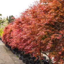 Acer palmatum 'Shin-deshojo' trees in pots. Vibrant red foliage. Perfect for adding color to your garden.