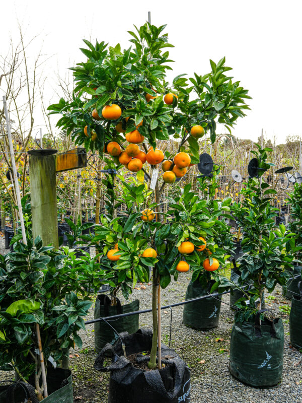<i>Citrus</i> x <i>paradisi</i> 'Cutler's Red' - Image 3