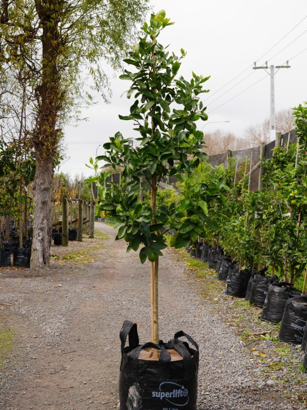 <i>Citrus</i> x <i>latifolia</i> 'Bearss' - Image 5