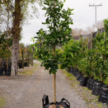 Citrus lime 'Bearss' tree in a black pot, standing tall with lush green leaves and a straight trunk, ready for planting