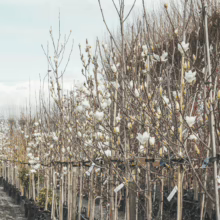 Magnolia denudata saplings in pots. Bare branches with white flowers, ready for planting.