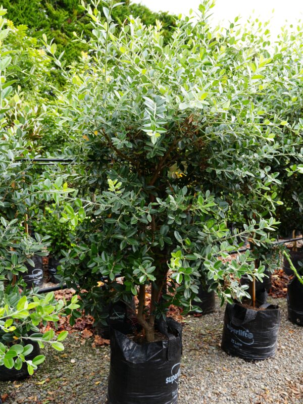 <i>Metrosideros excelsa</i> 'Vibrance' - Image 7