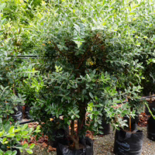 Metrosideros excelsa 'Vibrance' in a black pot. A small, dense tree with dark green foliage and a sturdy trunk.