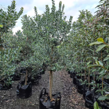 Metrosideros excelsa 'Maori Princess' trees in black pots. These Pohutukawa trees have dense, silvery-green foliage.