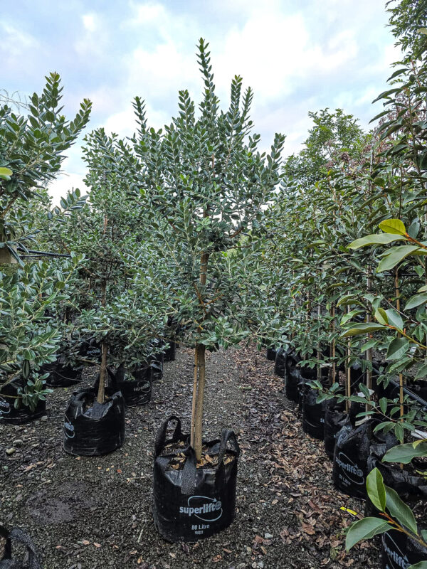 80L Metrosideros excelsa 'Maori Princess' (Pōhutukawa) July 25 at Leafland