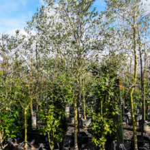 Olive 'Verdale' trees in black grow bags. Young olive trees with slender trunks and silvery-green leaves stand ready for planting.