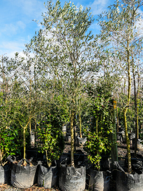 80L Olive 'Verdale' (Olea europaea) July 2025 at Leafland