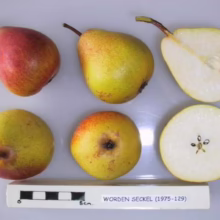 ‘Worden Seckel’ pears: whole fruit with red blush, yellow-green skin, and cut halves showing white flesh and star-shaped core