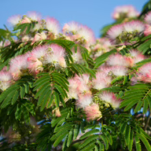 Albizia julibrissin 'Rosea' tree with pink powderpuff flowers and delicate fern-like green leaves against a bright blue sky