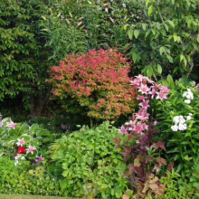 Acer palmatum ‘Beni-hime’ in a lush garden setting; a small, vibrant Japanese maple with red-tinged leaves amongst greenery and pink lilies.