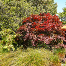 Acer palmatum 'Bloodgood' with striking deep red foliage, contrasting with surrounding greenery, adds vibrant color to any landscape