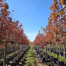 Rows of Acer rubrum 'Brandywine' trees in black pots, displaying vibrant red autumn foliage under a clear blue sky