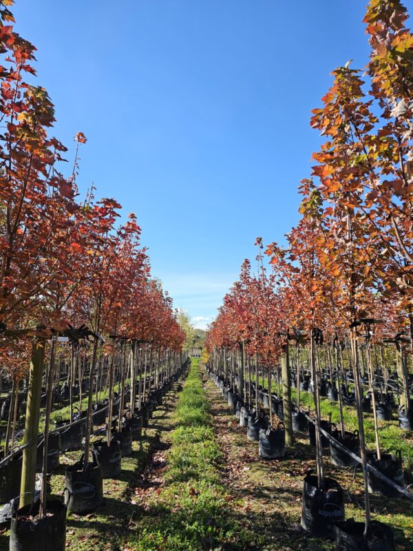 45L Acer rubrum 'Brandywine' (Red Maple) April 25