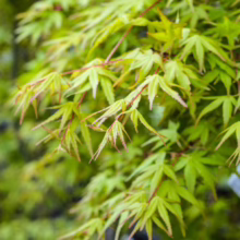 Acer palmatum 'Katsura' Japanese Maple with vibrant green leaves tinged with red, a beautiful ornamental tree