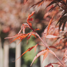 Acer palmatum 'Shaina' branch with vibrant red, finely dissected leaves, creating a delicate and eye-catching display.