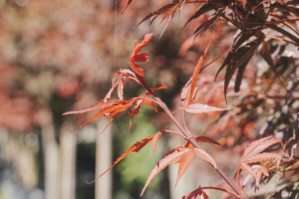 <i>Acer palmatum</i> 'Shaina' - Image 4