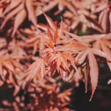 Acer palmatum 'Shaina' leaves in autumn: Deep red, finely dissected foliage creating a textured, vibrant display.
