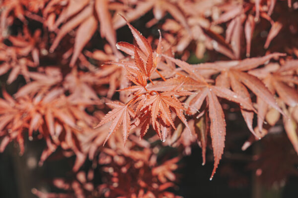 <i>Acer palmatum</i> 'Shaina' - Image 9