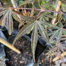 Acer palmatum 'Shaina' close-up: Deep red-purple, lobed leaves on a Japanese maple tree.