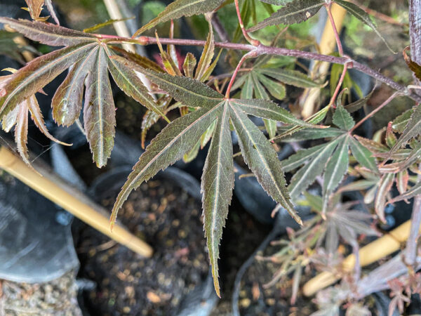 <i>Acer palmatum</i> 'Shaina' - Image 7