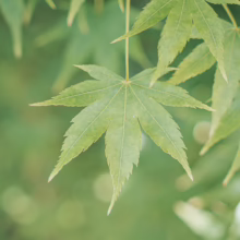 Acer palmatum 'Shidava Gold' leaf: Delicate, light green, deeply lobed Japanese maple foliage