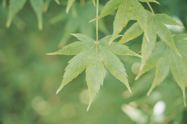 <i>Acer palmatum</i> 'Shidava Gold' - Image 2