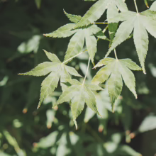 Acer palmatum 'Shidava Gold' leaves. Delicate, light green foliage with sharply pointed lobes, providing a soft, filtered light.