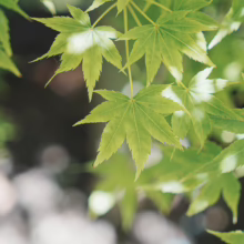 Acer palmatum ‘Shidava Gold’ maple leaves, showing vibrant green foliage and delicate leaf structure