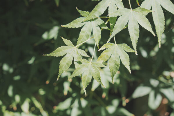 <i>Acer palmatum</i> 'Shidava Gold' - Image 4