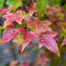 Acer buergerianum leaves in vibrant fall colors: red, pink, and green, some adorned with water droplets.