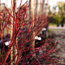 Acer palmatum 'Fjellheim' with vibrant red branches reaching upward, showcasing its unique winter interest in a garden setting.